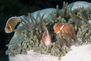 Amphiprion perideraion, Heteractis magnifica