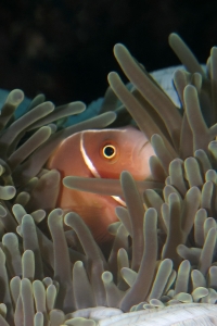 Amphiprion perideraion, Heteractis magnifica