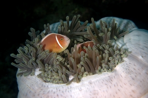 Amphiprion perideraion, Heteractis magnifica