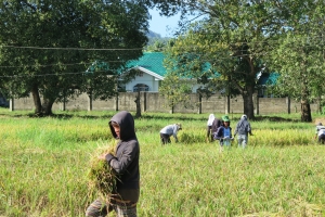 Bohol