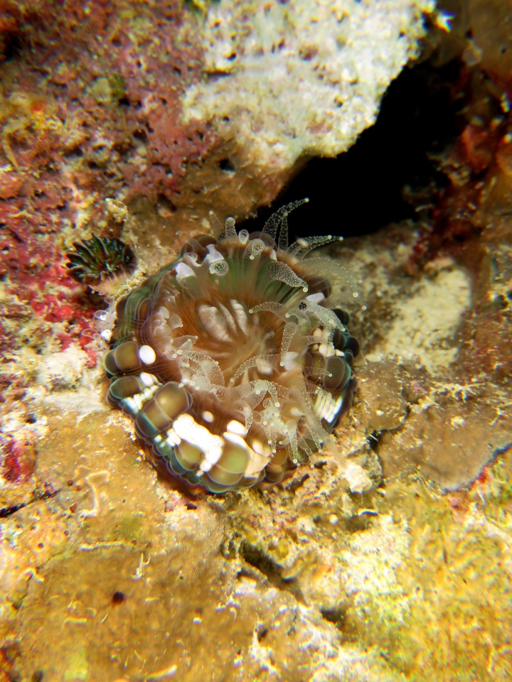 Cynarina lacrymalis