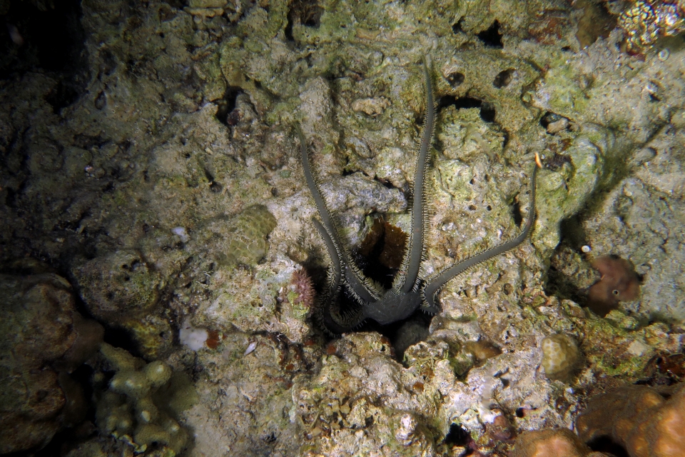 Ophiarachna incrassata