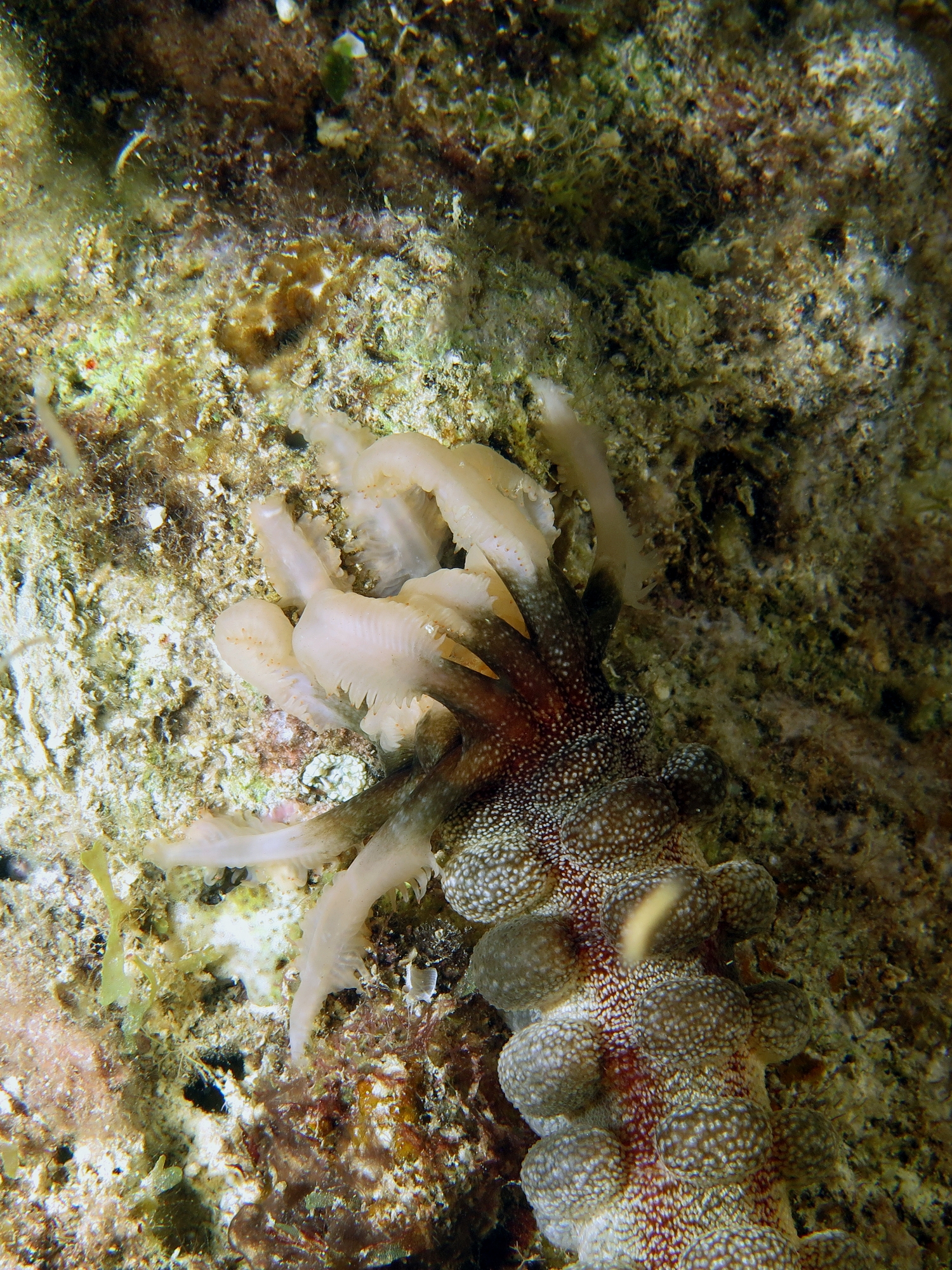 Polyplectana kefersteini