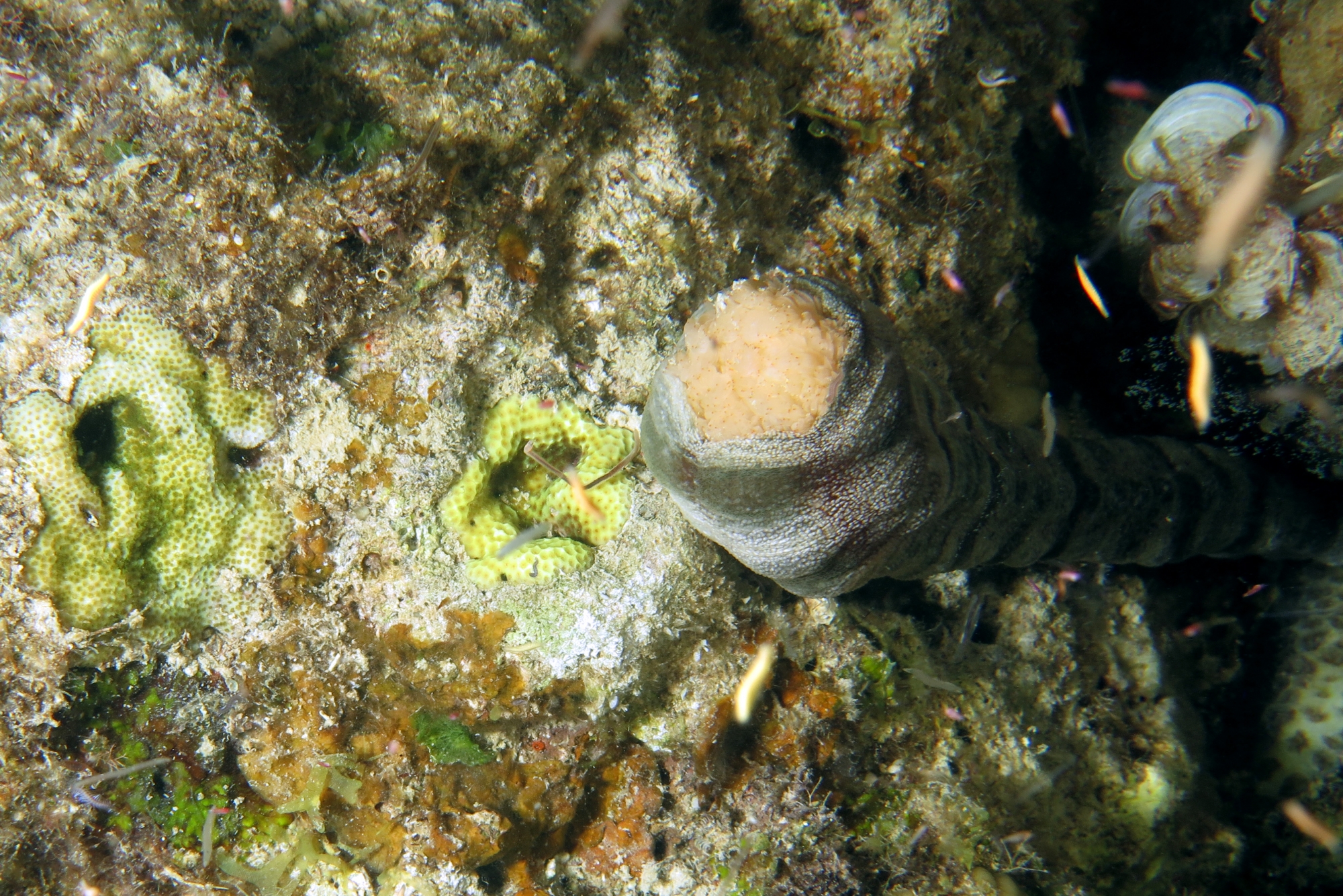 Polyplectana kefersteini