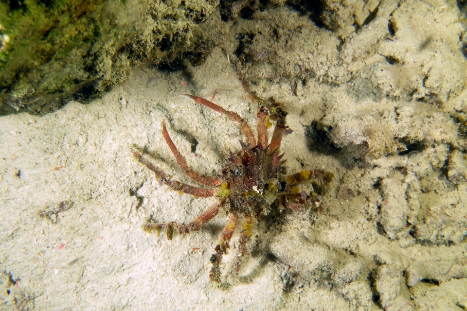 Schizophrys dama