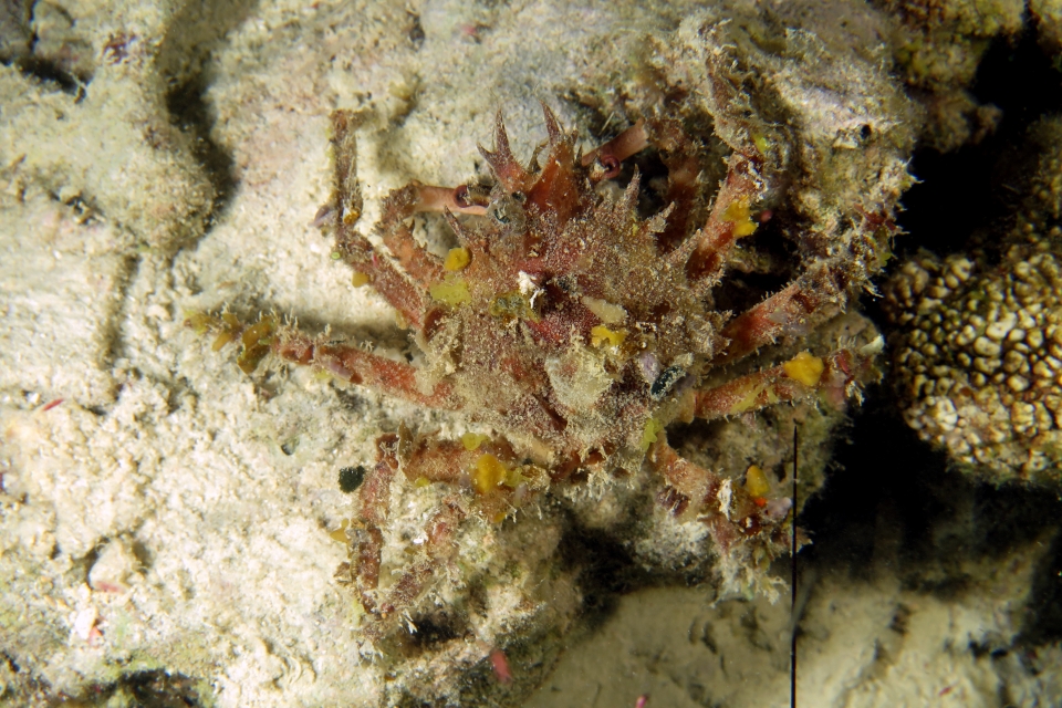 Schizophrys dama