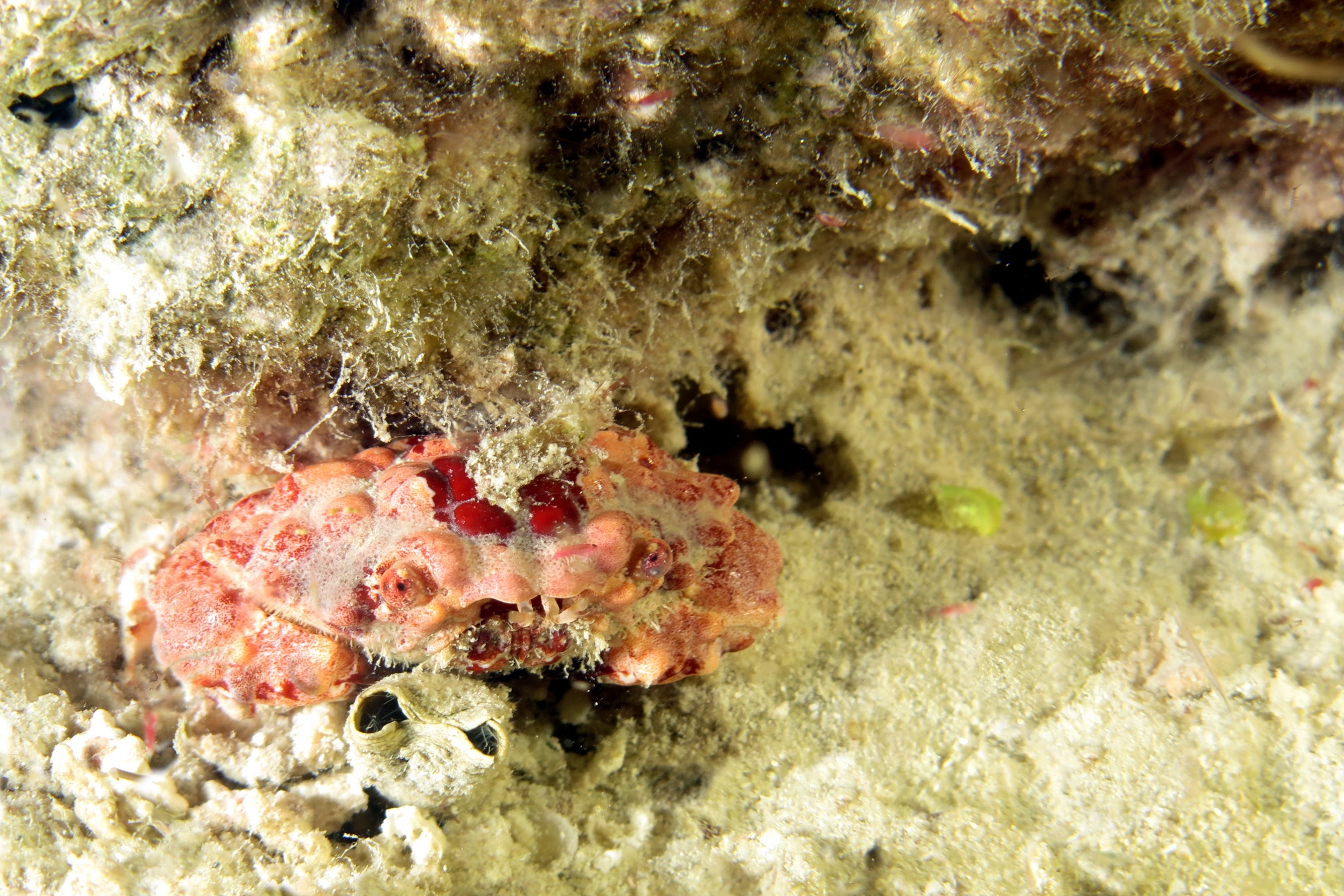 Etisus demani
