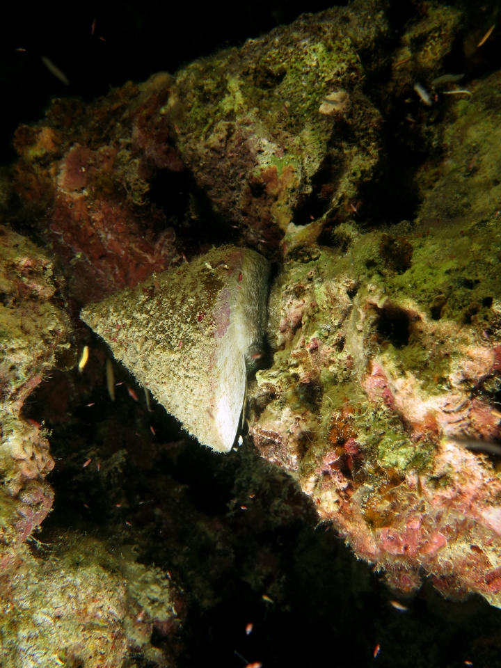 Tectus pyramis