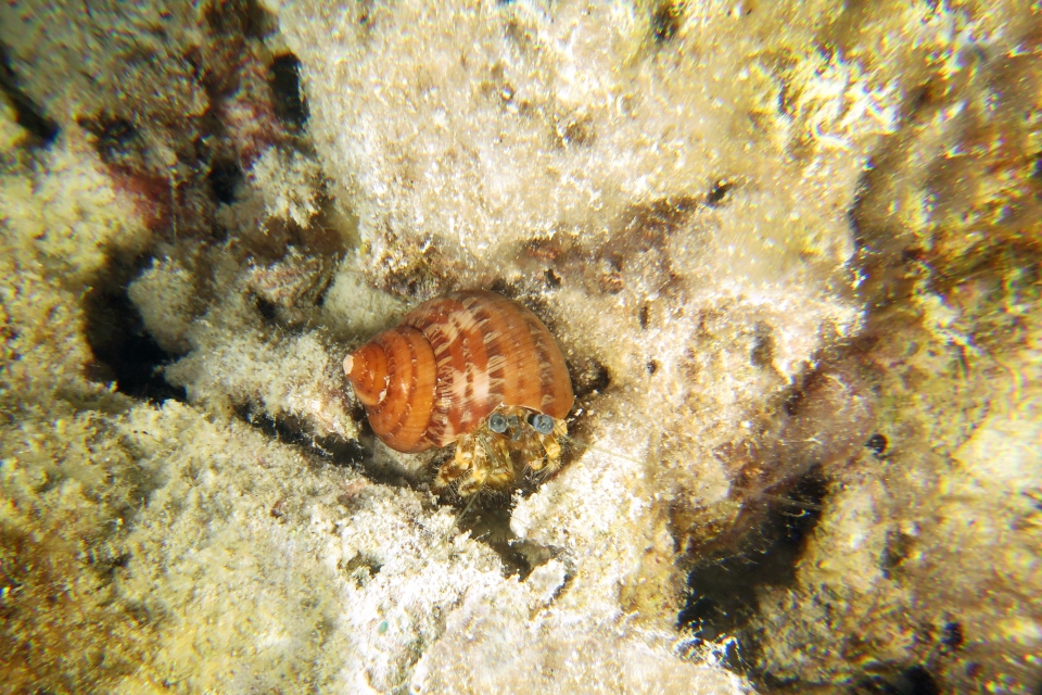 Pagurus hirtimanus