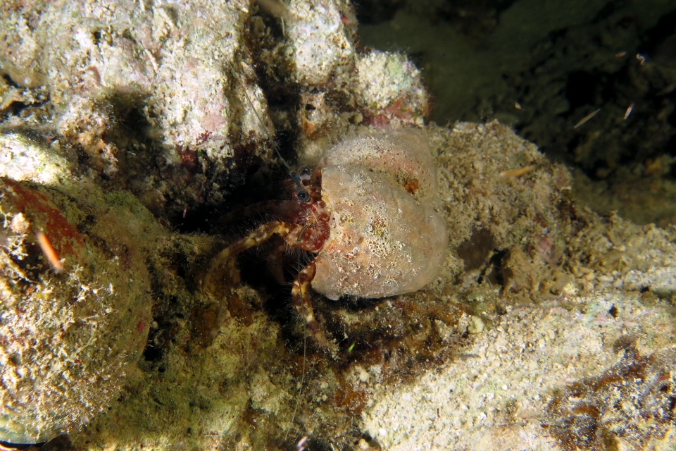 Pagurus hirtimanus