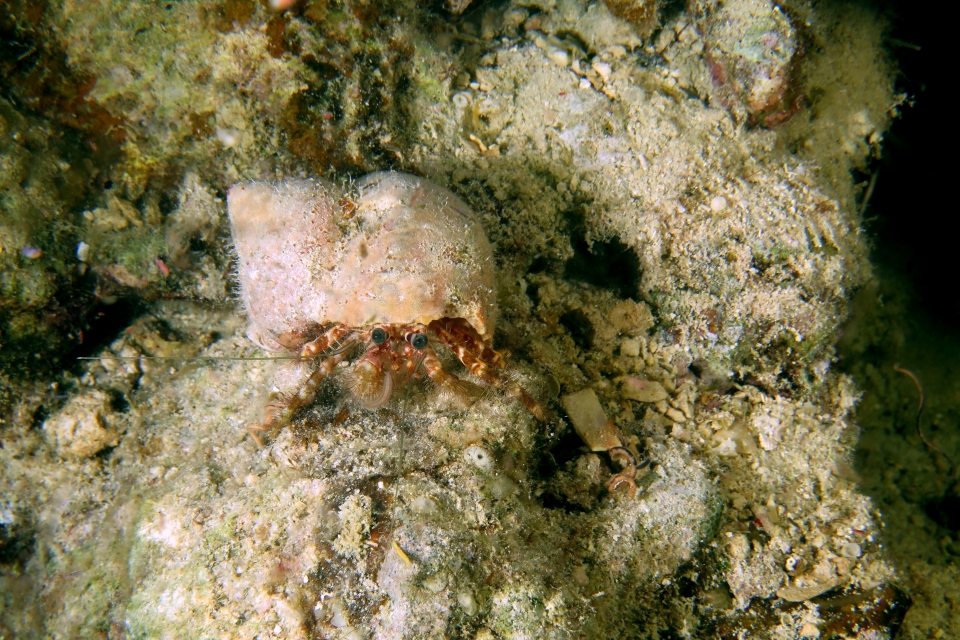 Pagurus hirtimanus