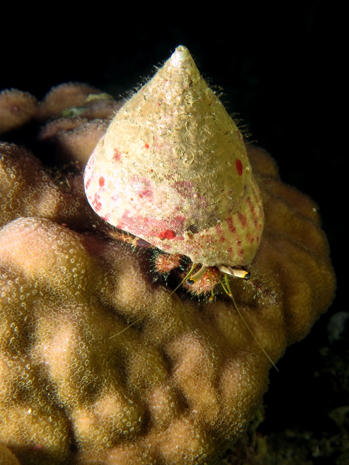 Dardanus lagopodes