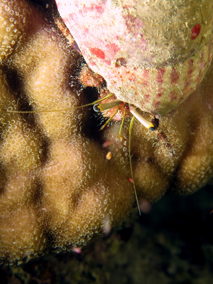 Dardanus lagopodes