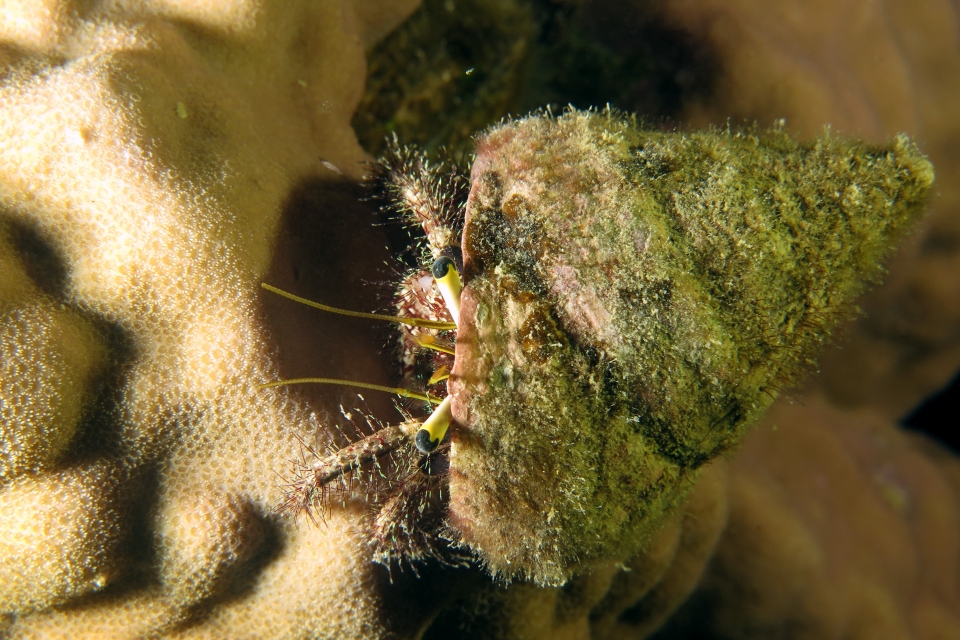 Dardanus lagopodes