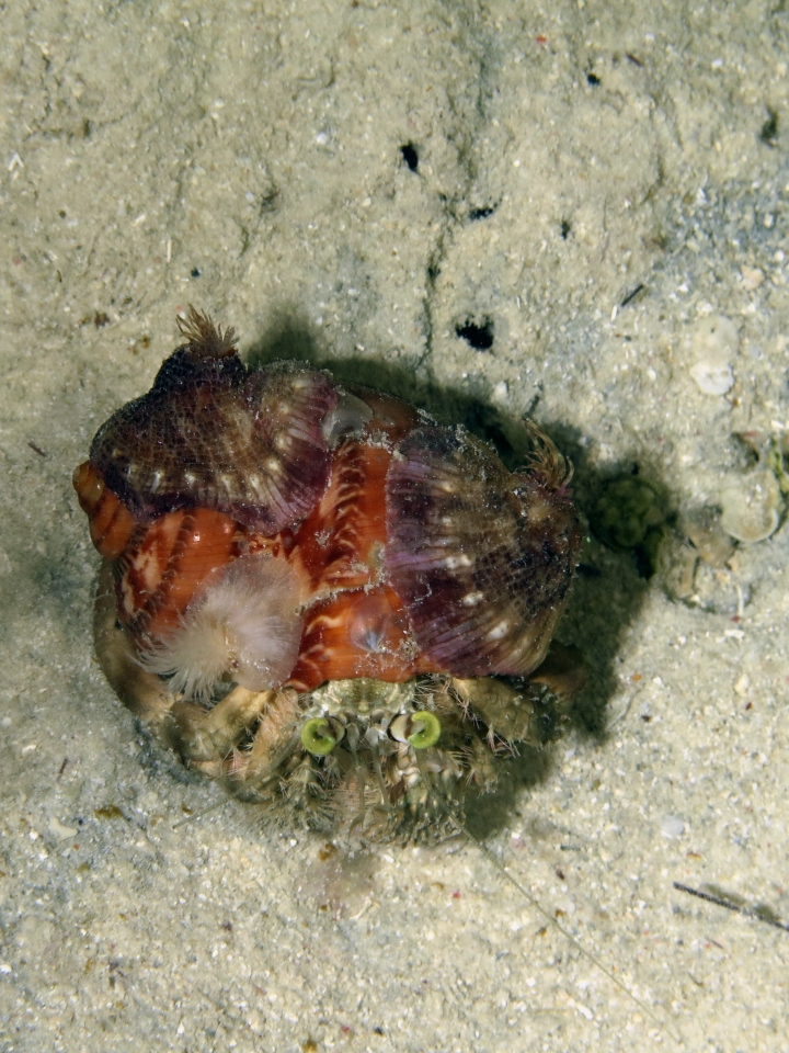 Dardanus deformis