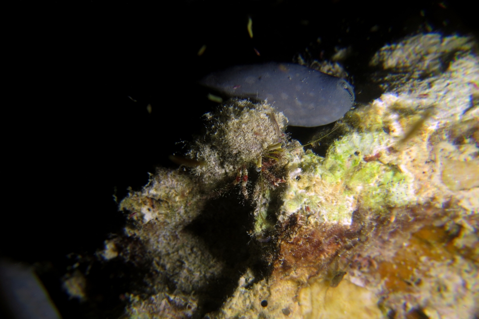 Dardanus sanguinolentus