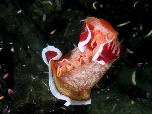 Hexabranchus sanguineus