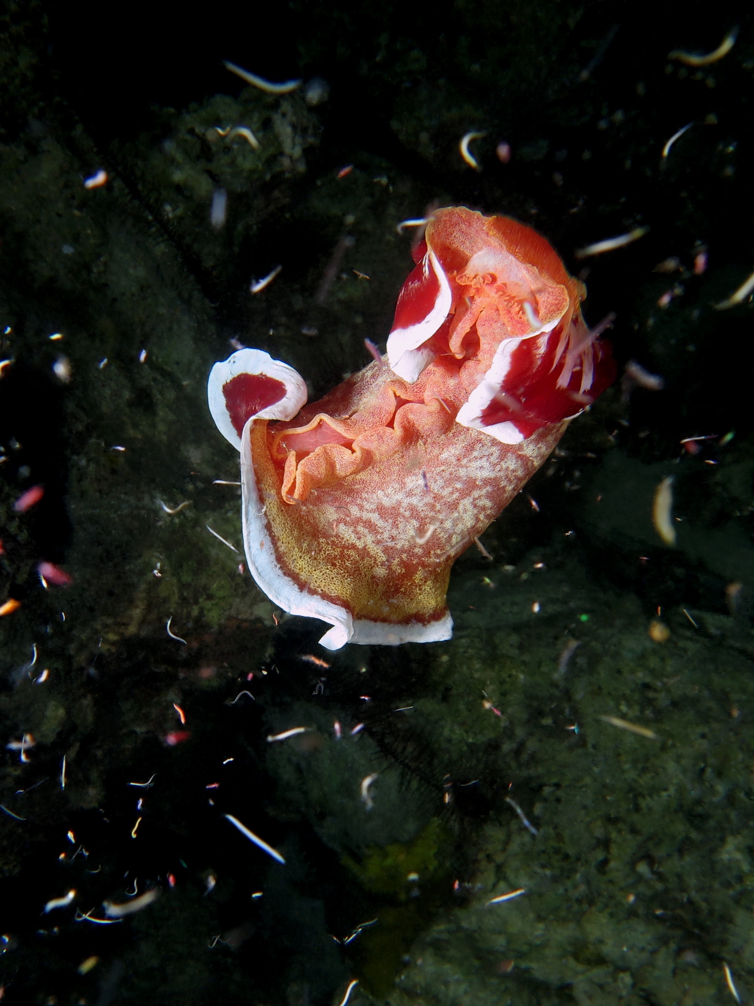 Hexabranchus sanguineus