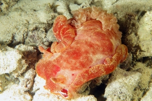 Hexabranchus sanguineus