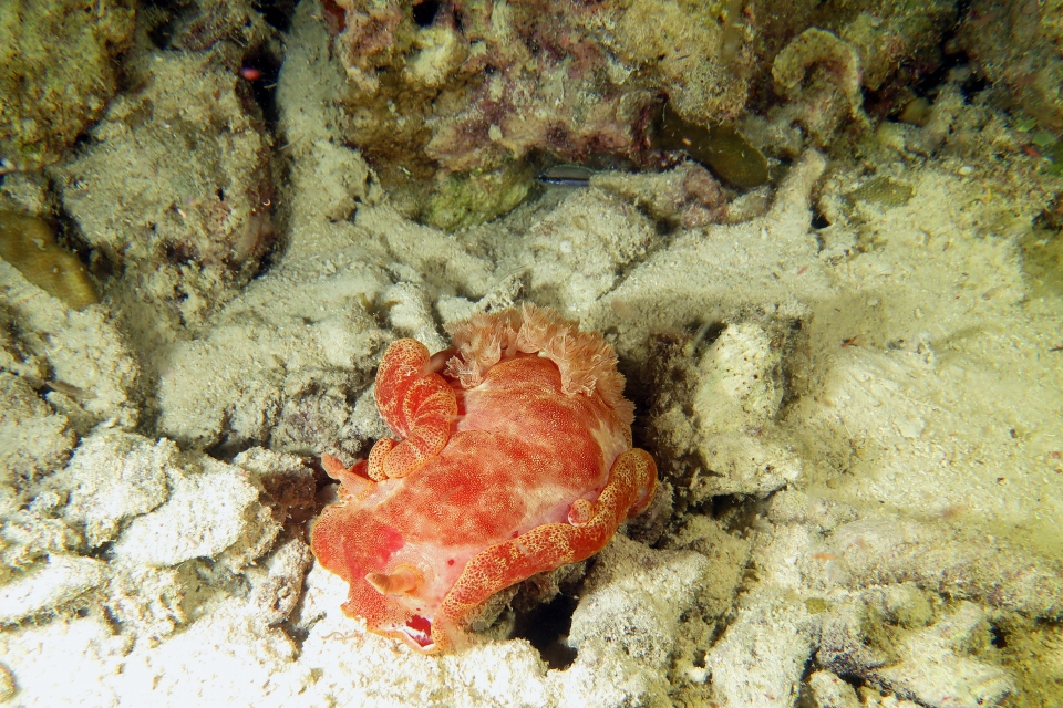 Hexabranchus sanguineus