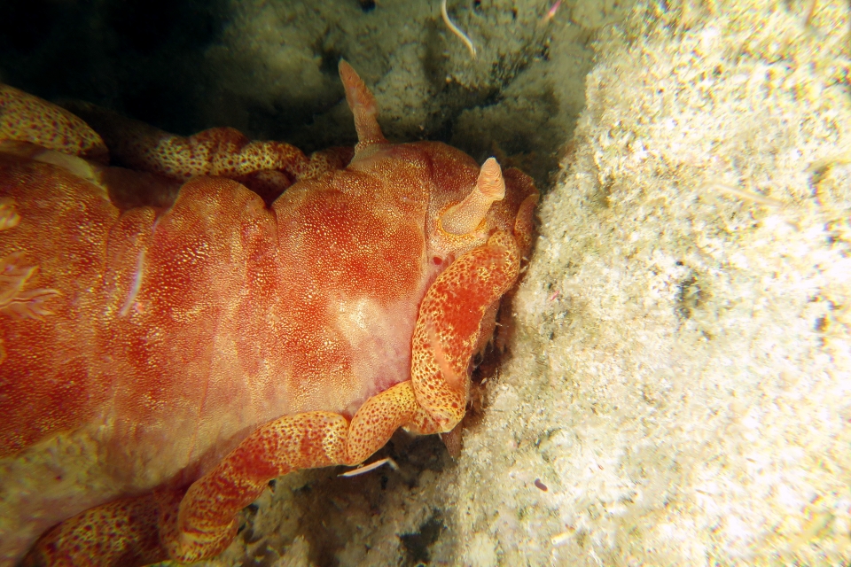 Hexabranchus sanguineus