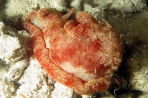 Hexabranchus sanguineus