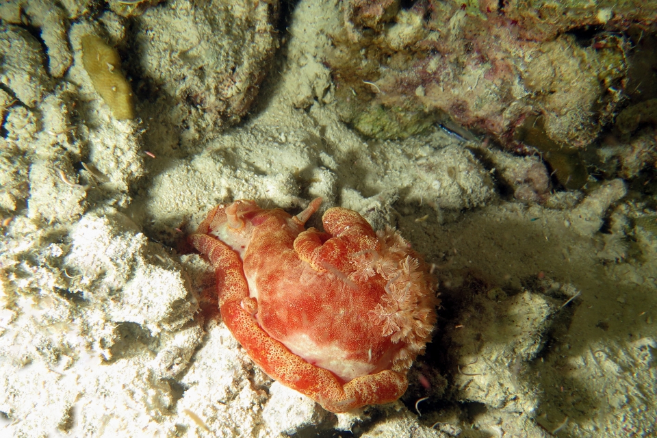 Hexabranchus sanguineus