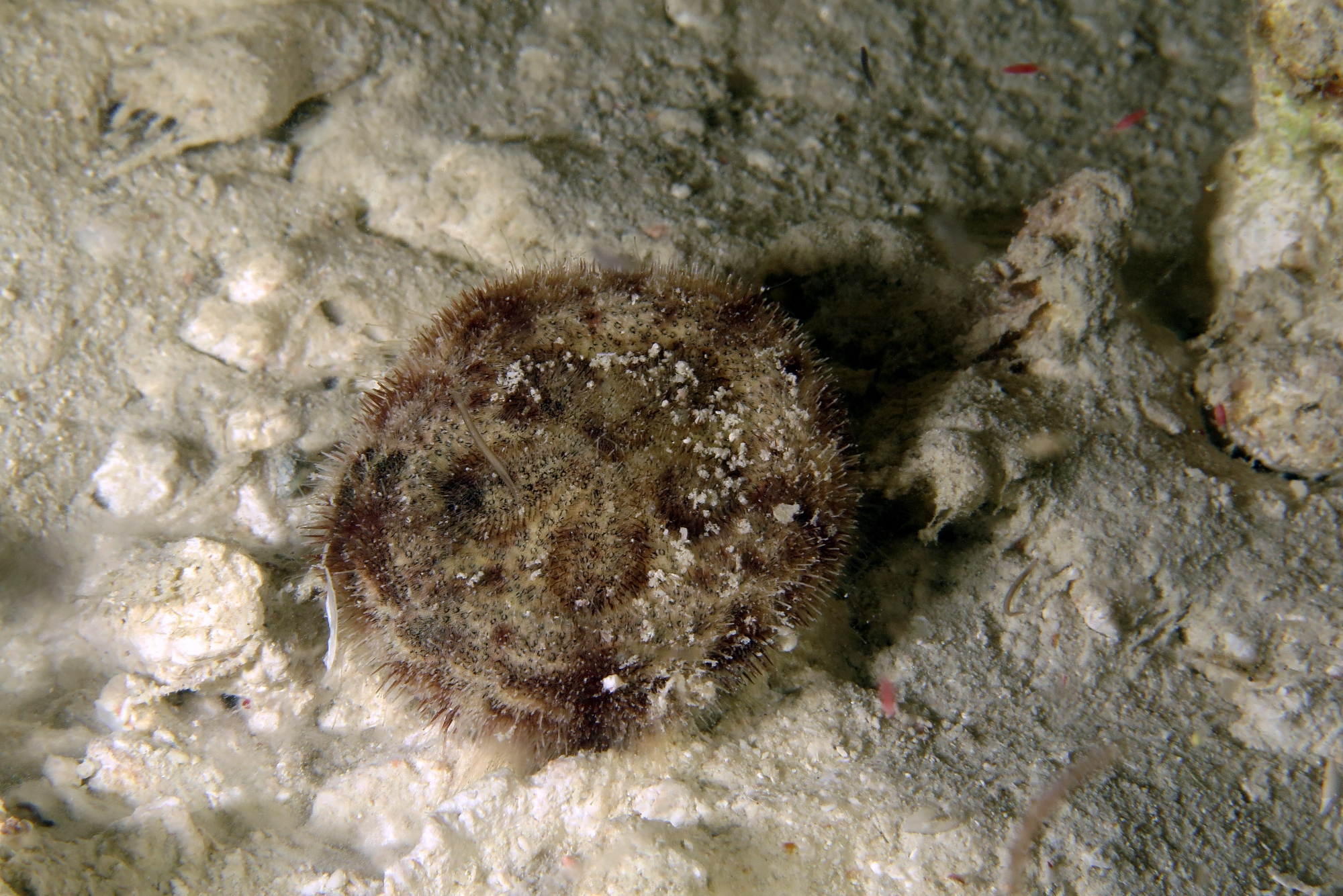 Brissidae