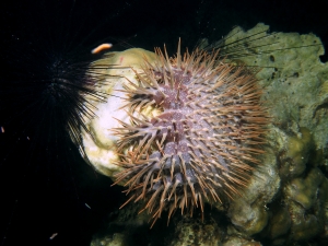 Acanthaster planci