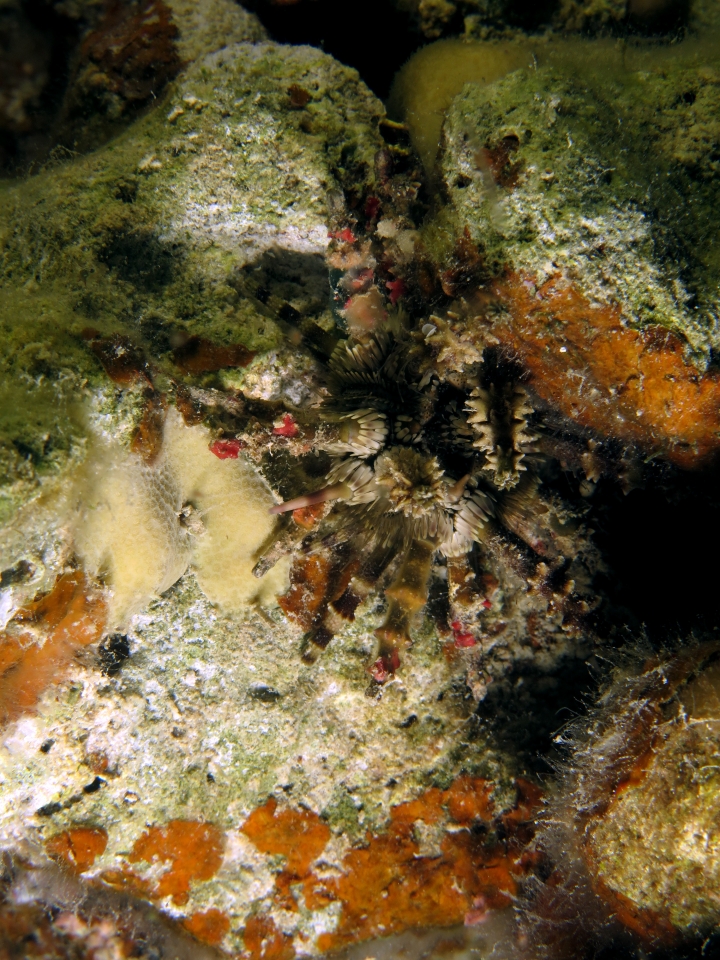 Plococidaris verticillata