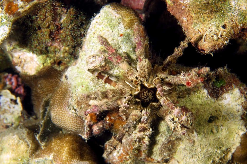 Plococidaris verticillata