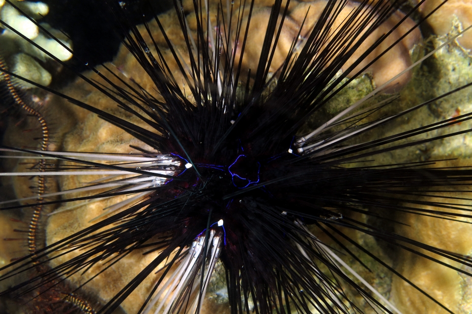 Diadema savignyi