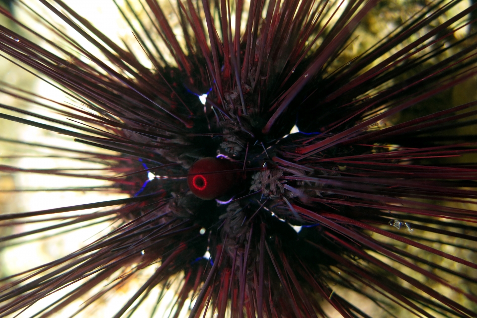 Diadema setosum