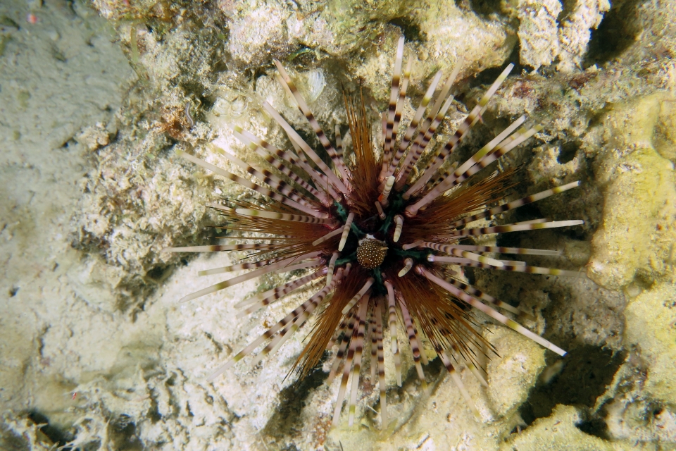 Echinothrix calamaris
