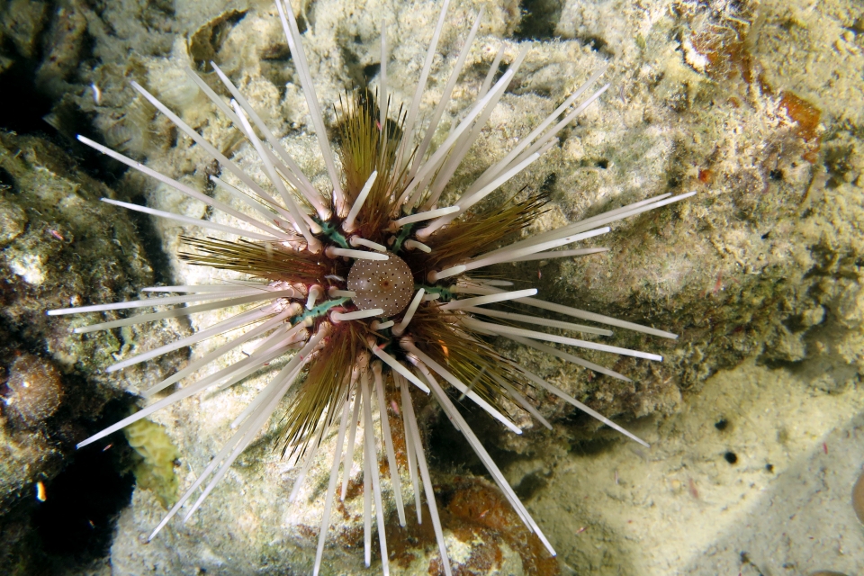 Echinothrix calamaris