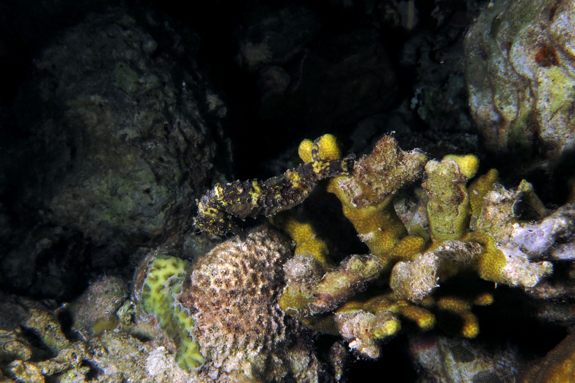 Hippocampus kuda