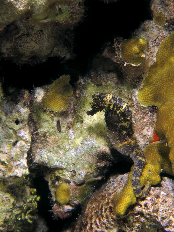 Hippocampus kuda