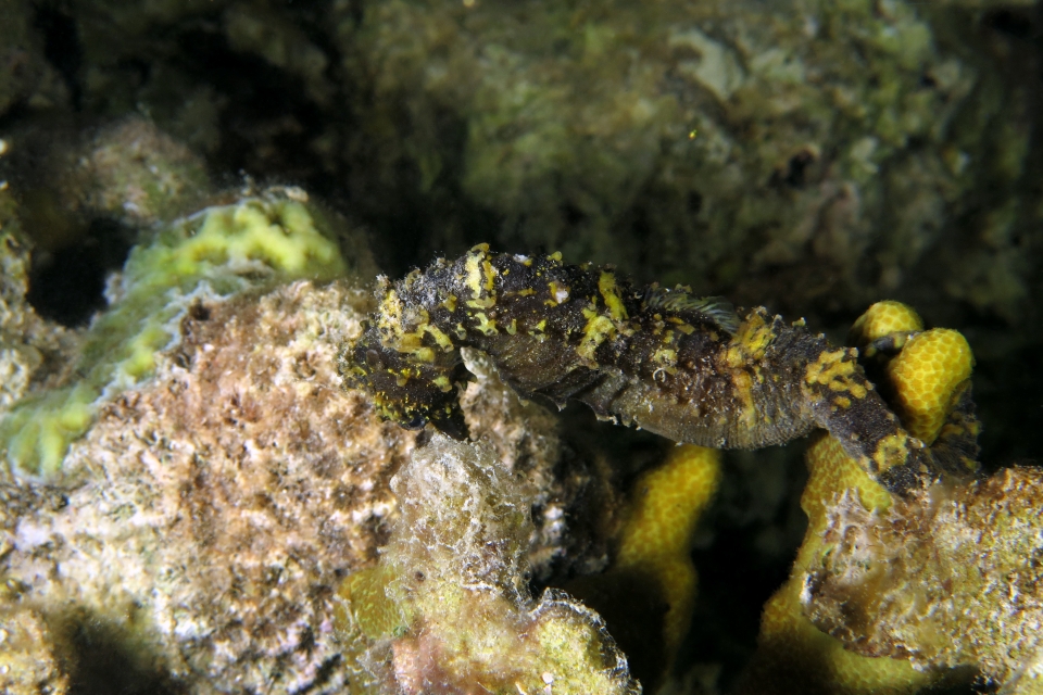 Hippocampus kuda
