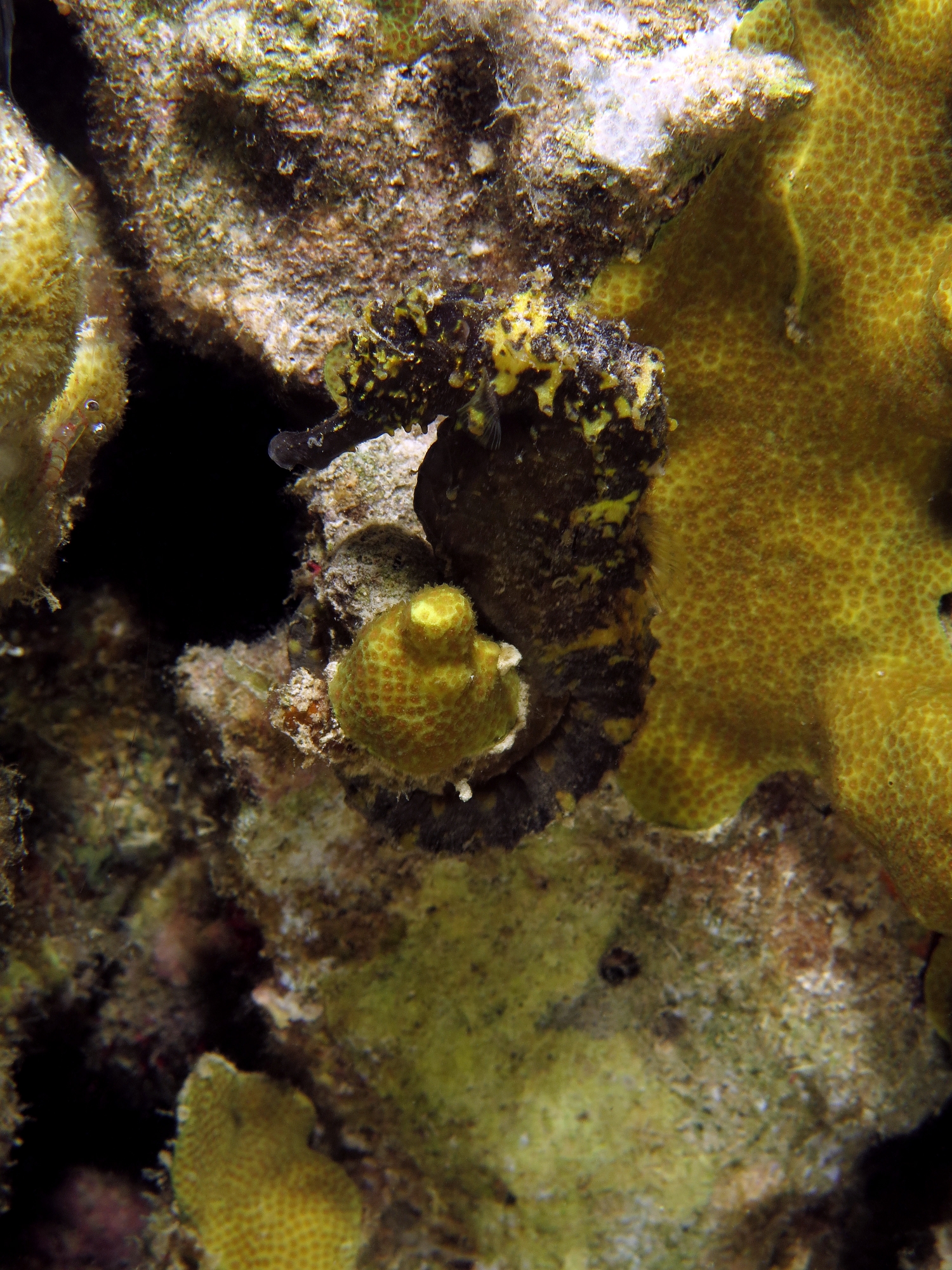 Hippocampus kuda