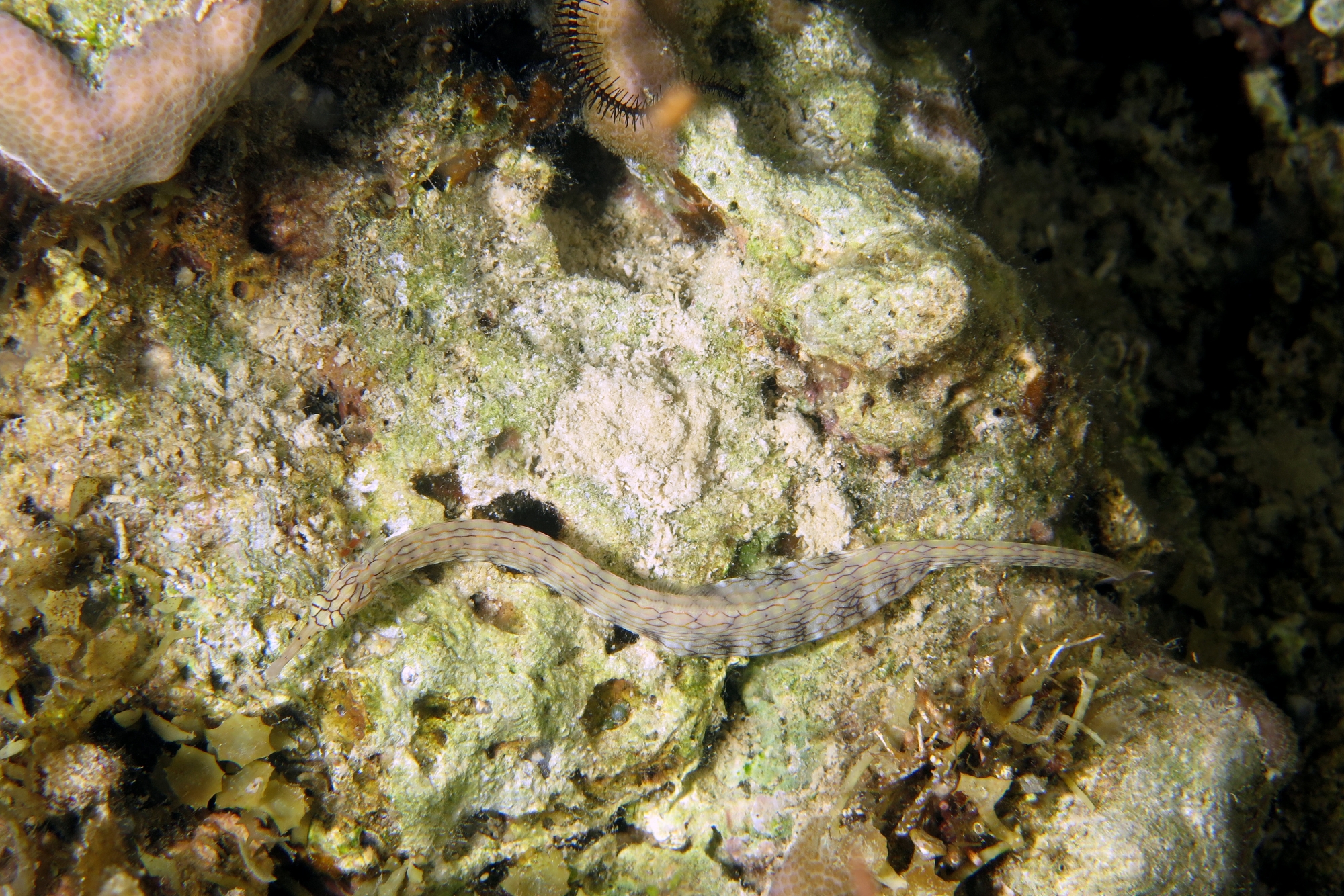 Corythoichthys sp.