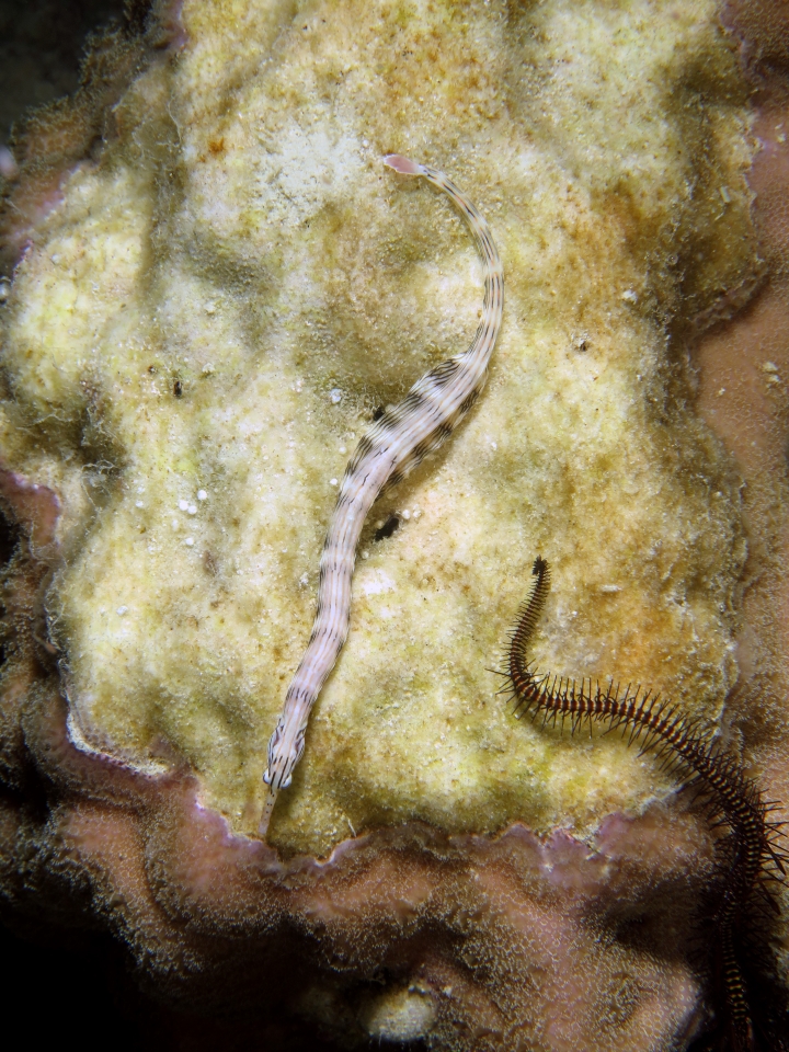 Corythoichthys sp.
