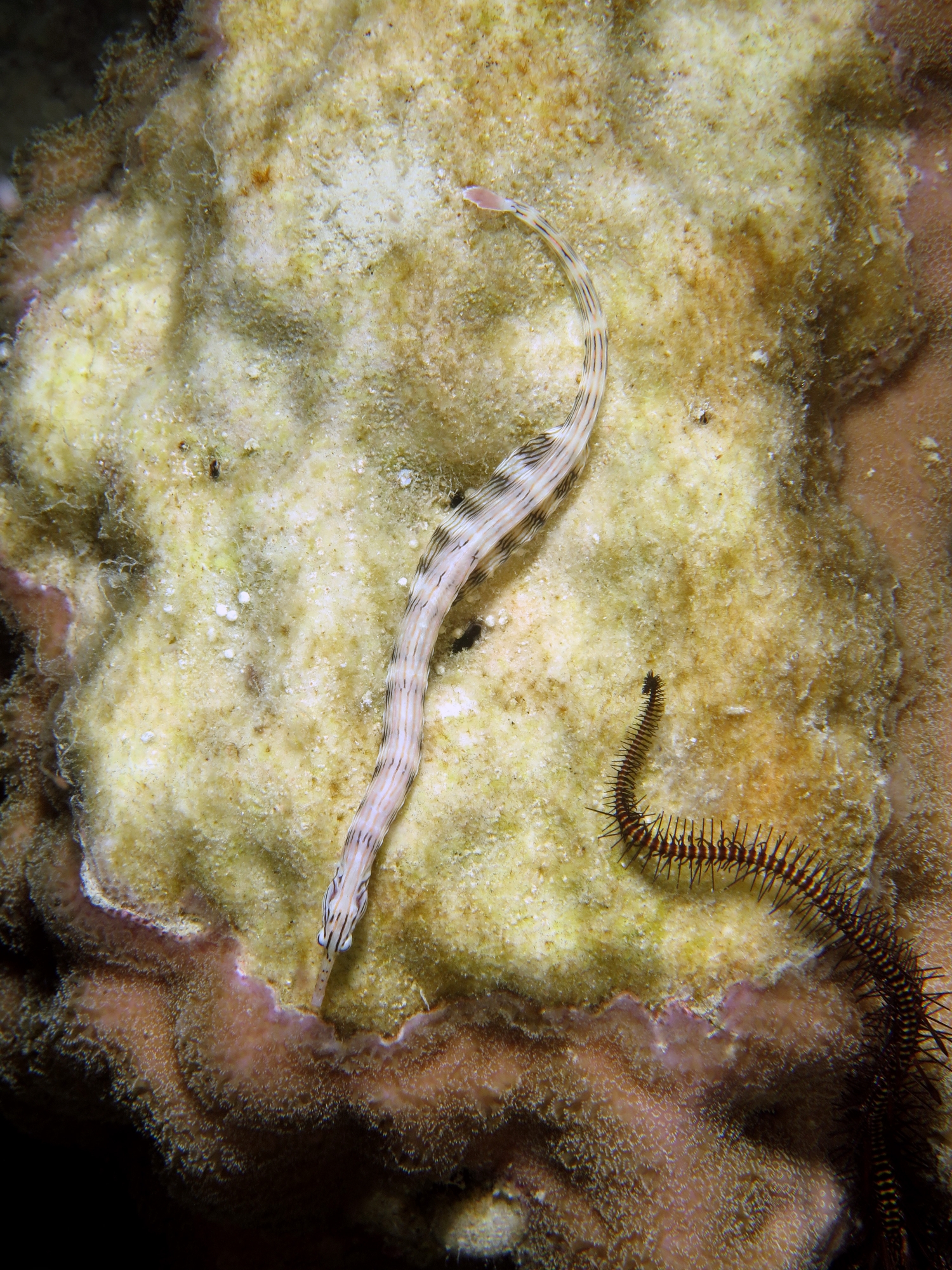 Corythoichthys sp.