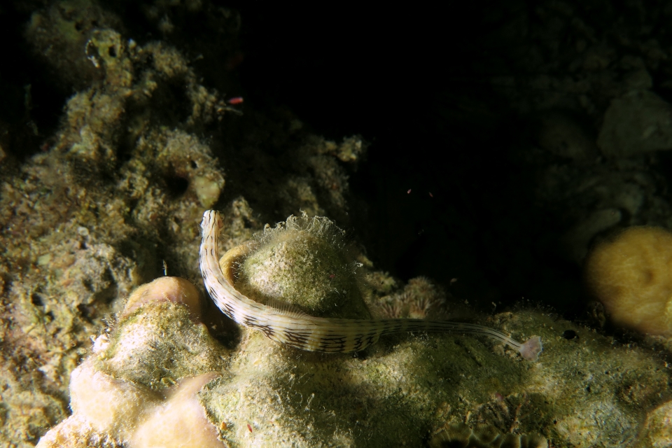 Corythoichthys sp.