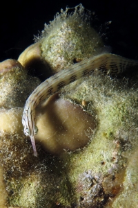 Corythoichthys sp.