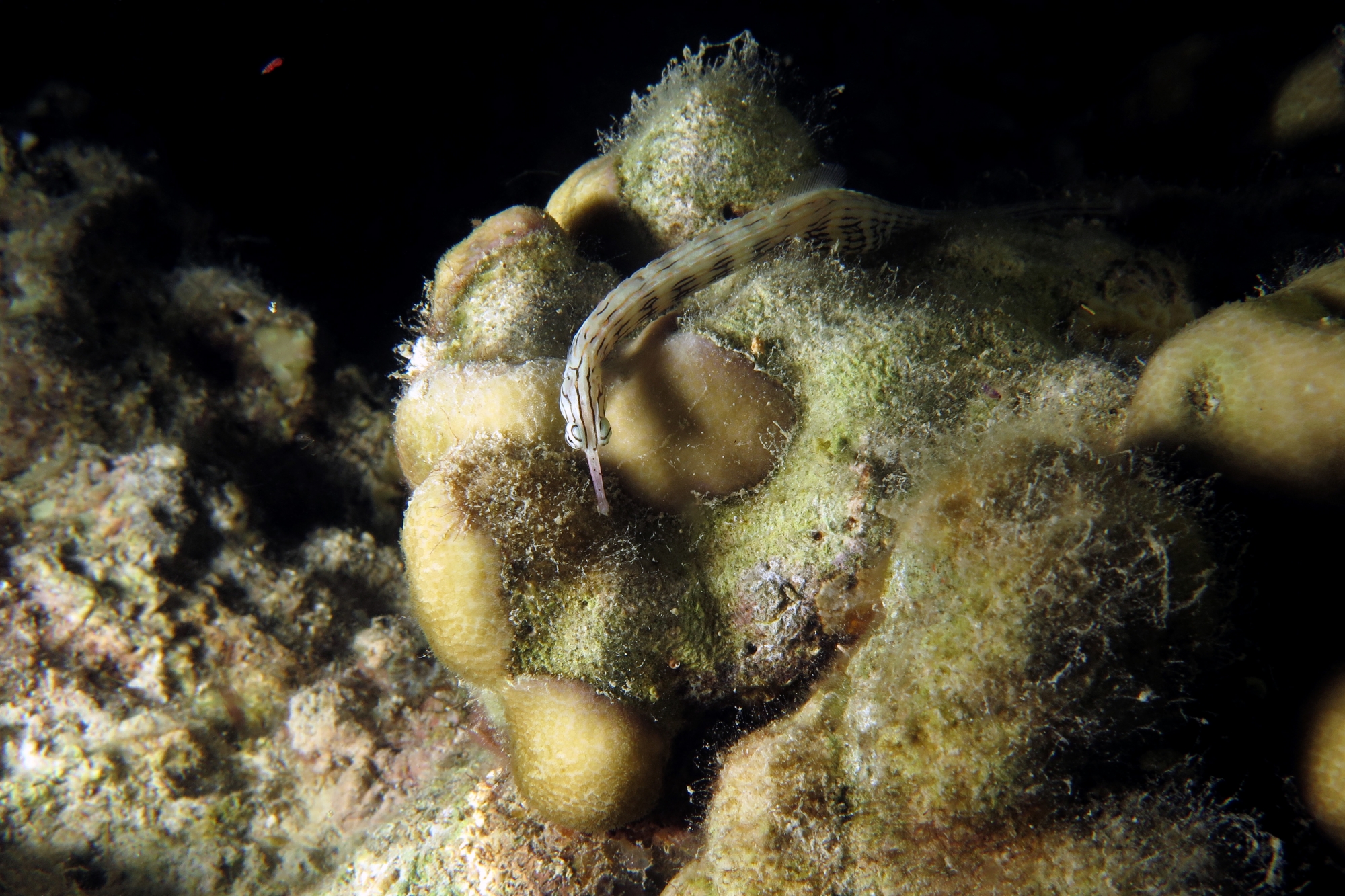 Corythoichthys sp.