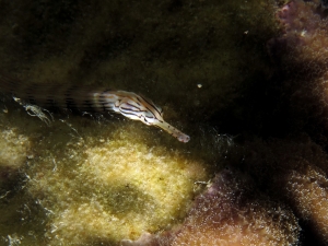 Corythoichthys sp.