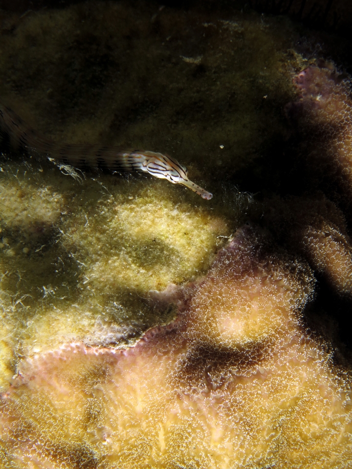 Corythoichthys sp.
