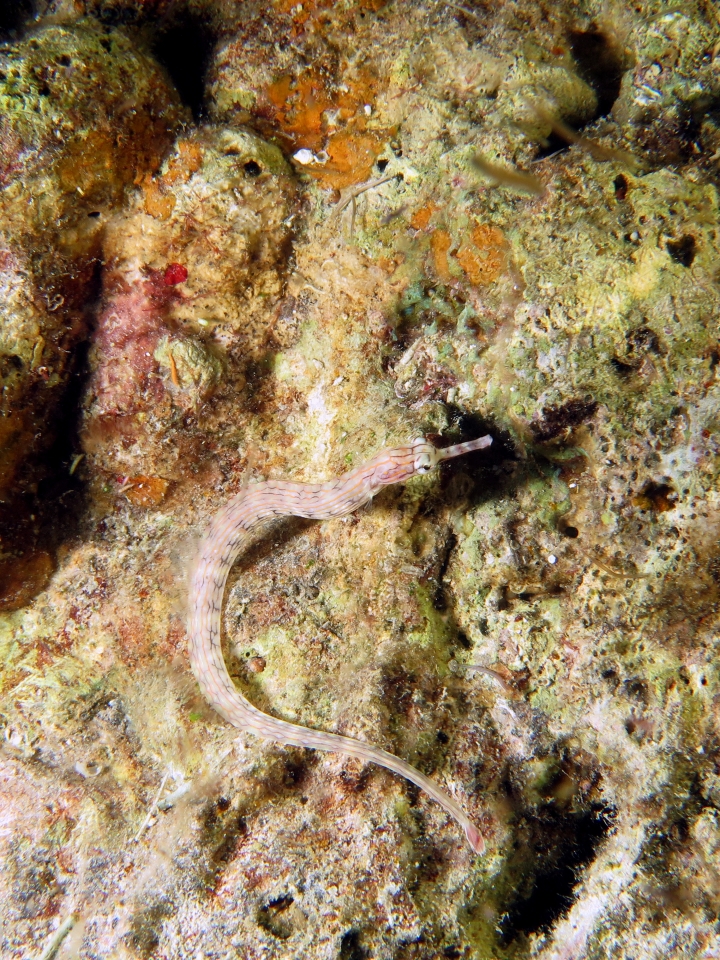 Corythoichthys sp.