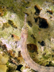 Corythoichthys sp.