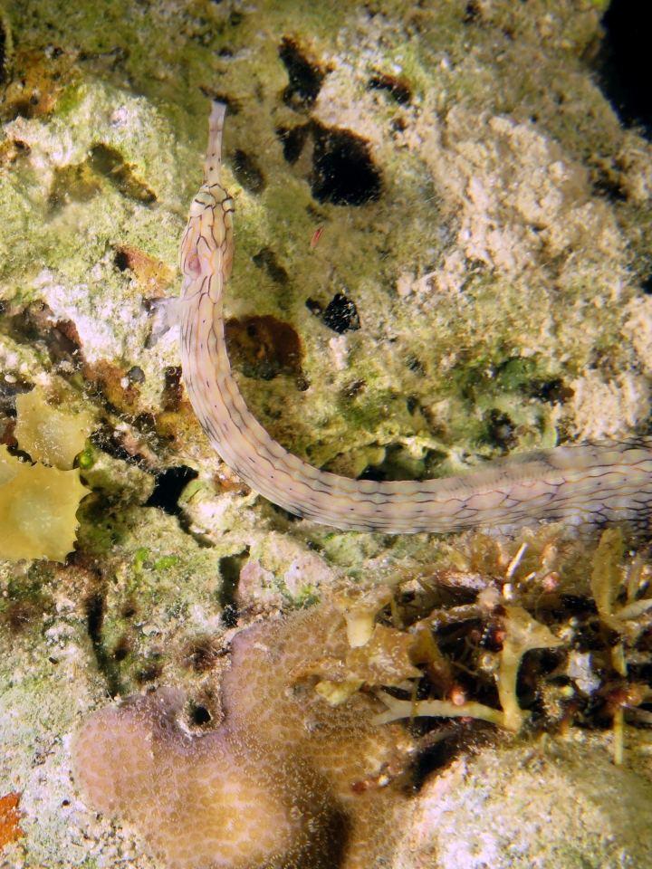 Corythoichthys sp.